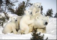 Familie Eisbär wacht auf