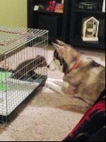 Hund liebt Fuchs