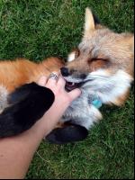 Hund liebt Fuchs