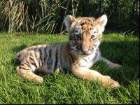 Tiger Sunny