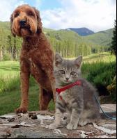 Abenteurer Hund und Katze