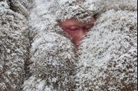 Japan Makaken im Schnee