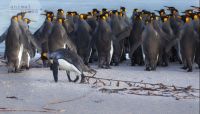 Tollpatschiger Pinguin