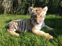 Tiger Sunny