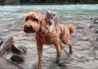 Abenteurer Hund und Katze