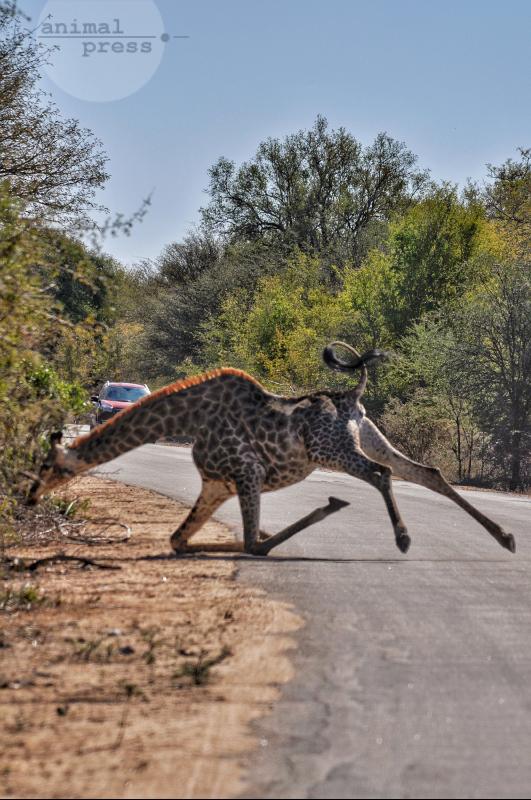 Giraffe fällt hin